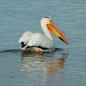 Pelican